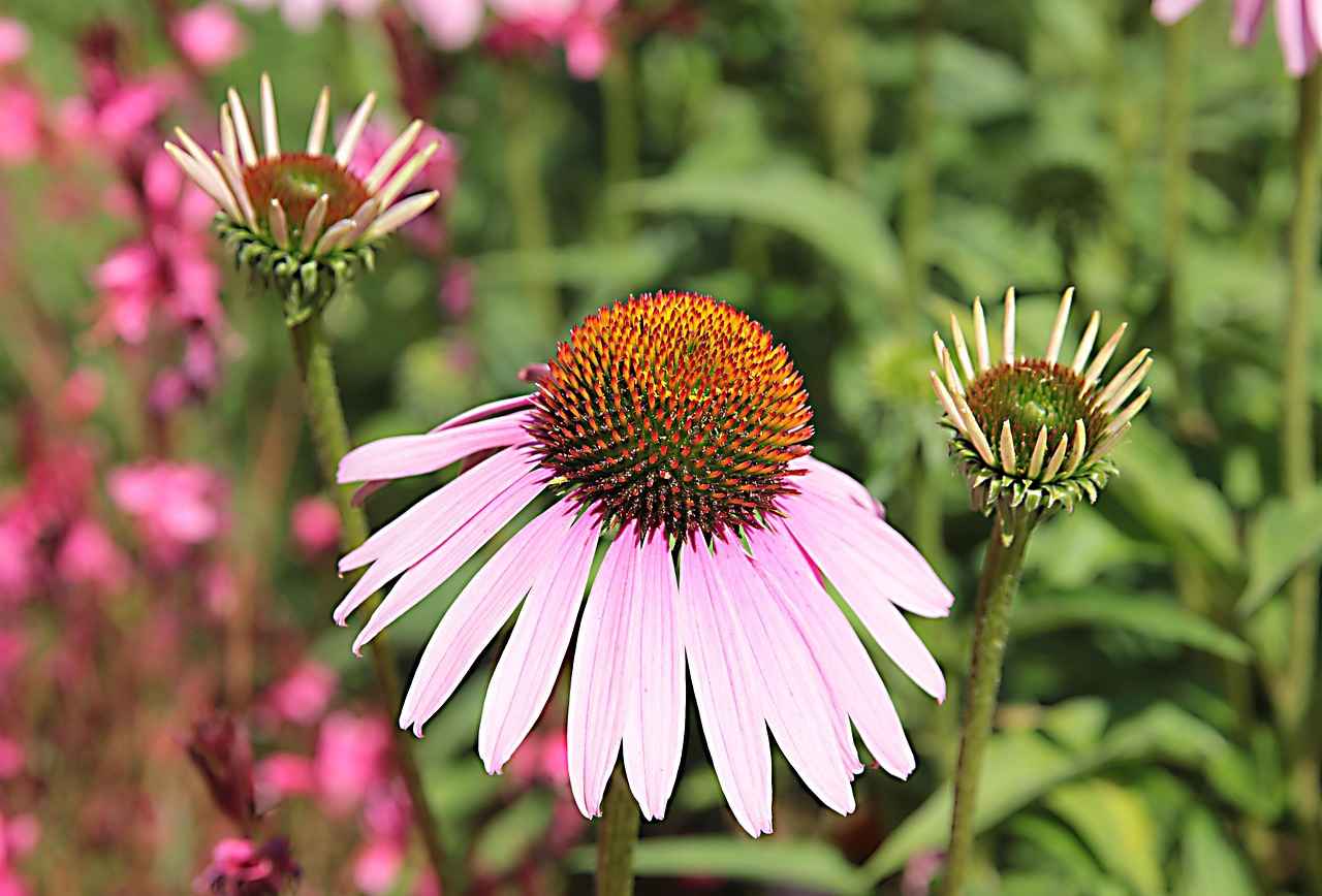 Potential Side Effects and Considerations