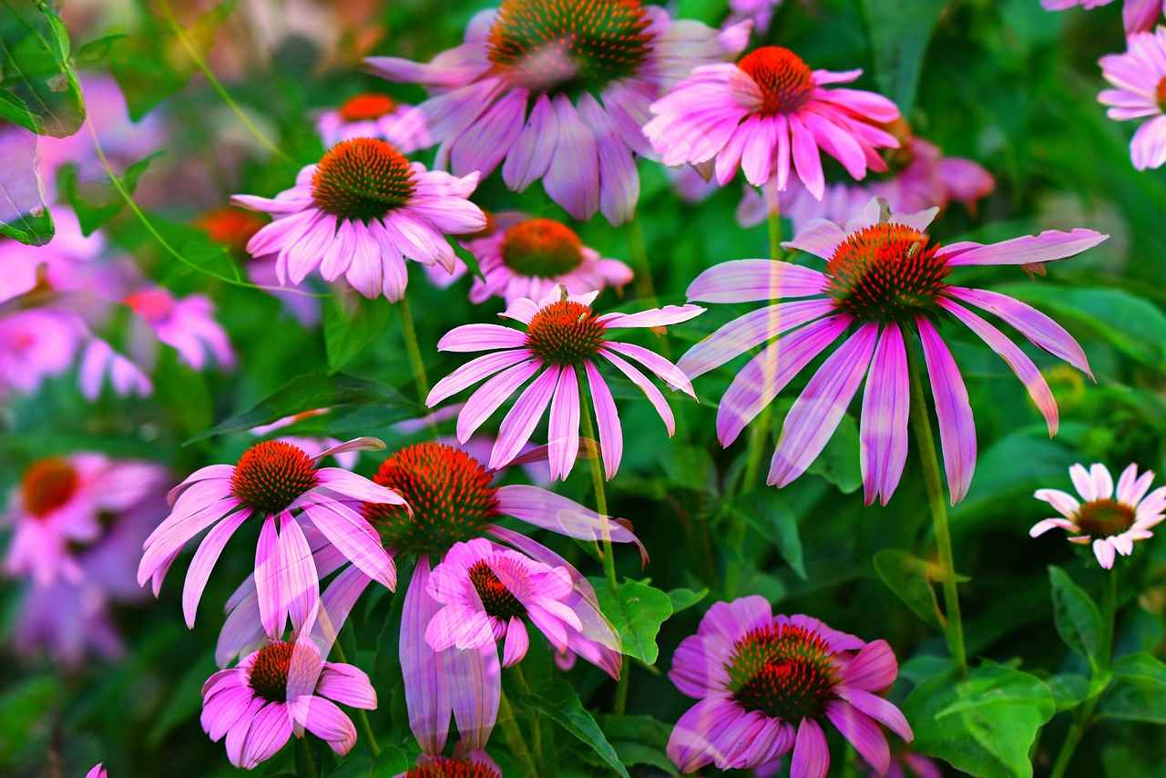 How to Incorporate Echinacea into Your Routine