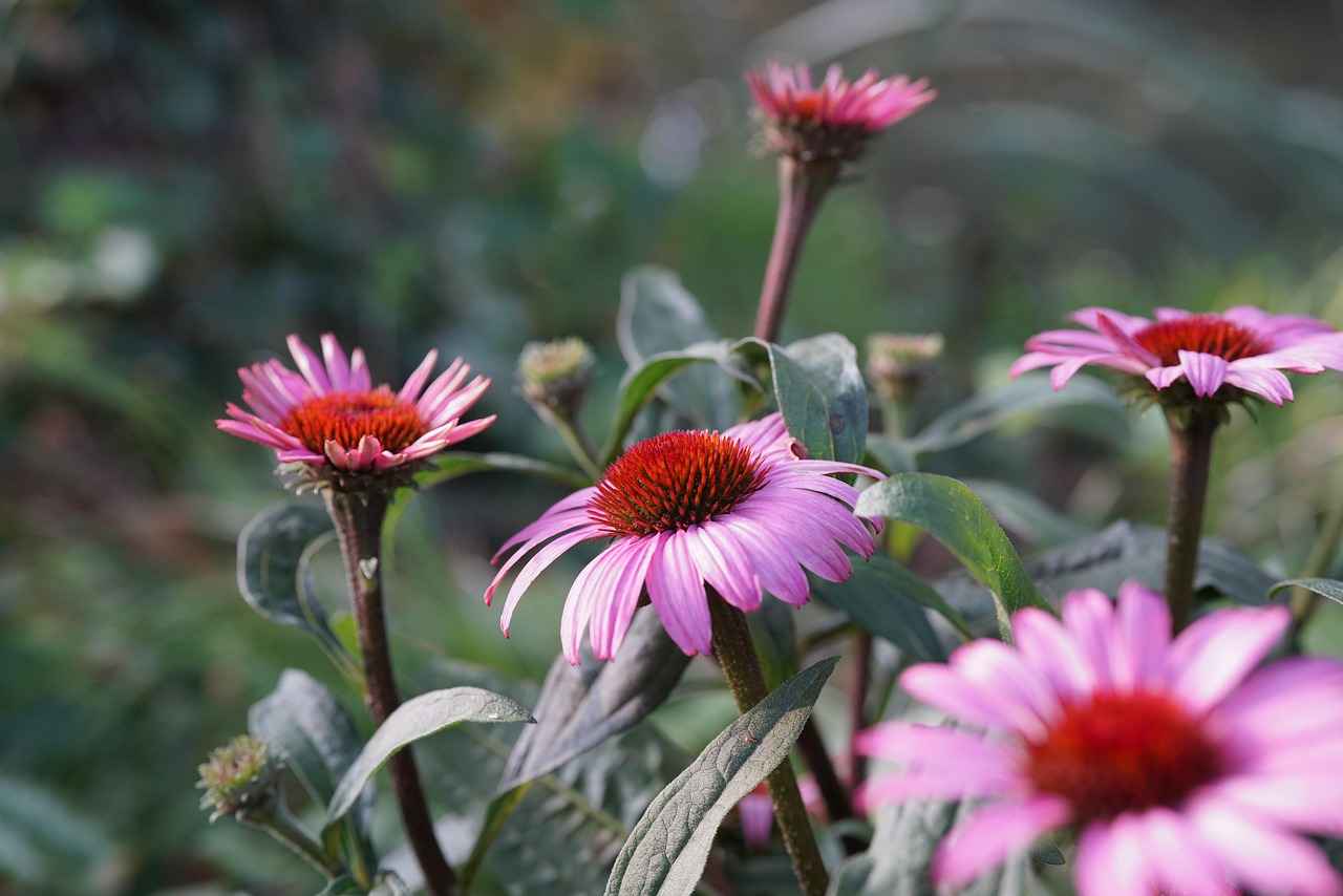 Conclusion: The Role of Echinacea in Immune Health