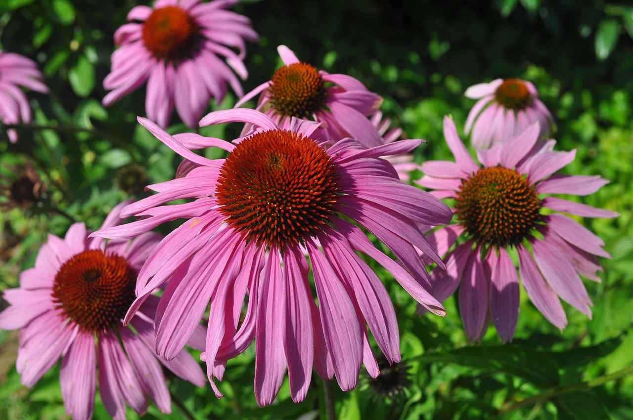 How Echinacea Boosts the Immune System