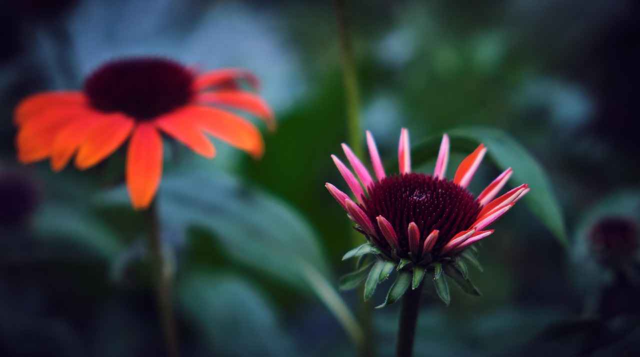 Forms of Echinacea Available