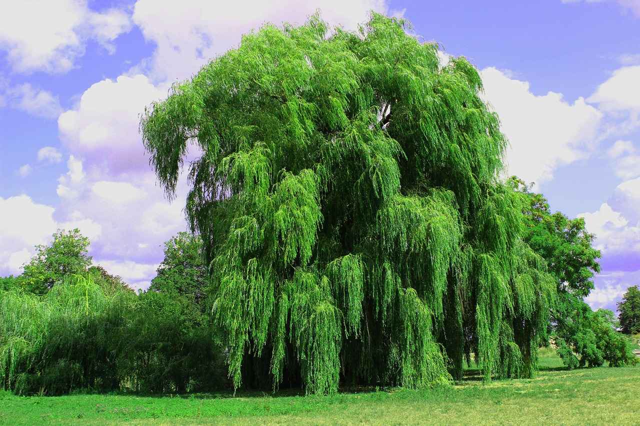 The Joint-Soothing Power of White Willow Bark 1 What is White Willow Bark?