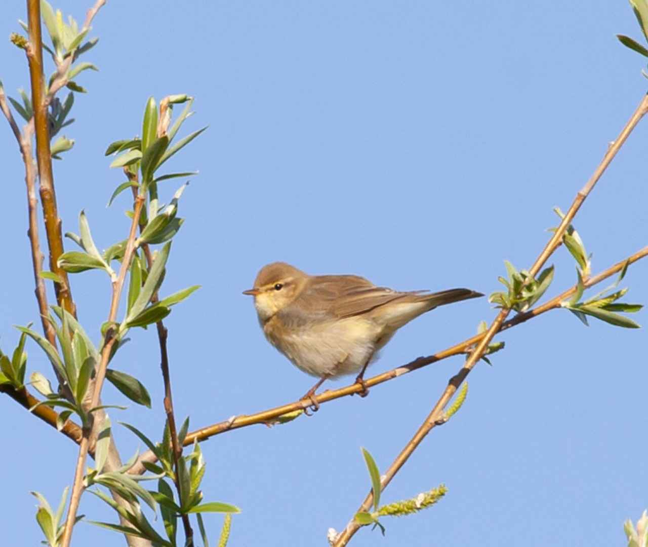 The Joint-Soothing Power of White Willow Bark 5 Conclusion: Is White Willow Bark Right for You?