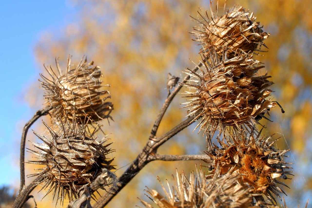 How to Use Burdock Root