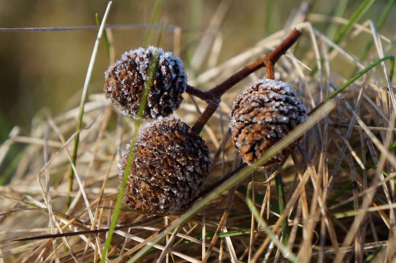 The Liver-Supportive Benefits of Artichoke Leaf Extract 1 What is Artichoke Leaf Extract?