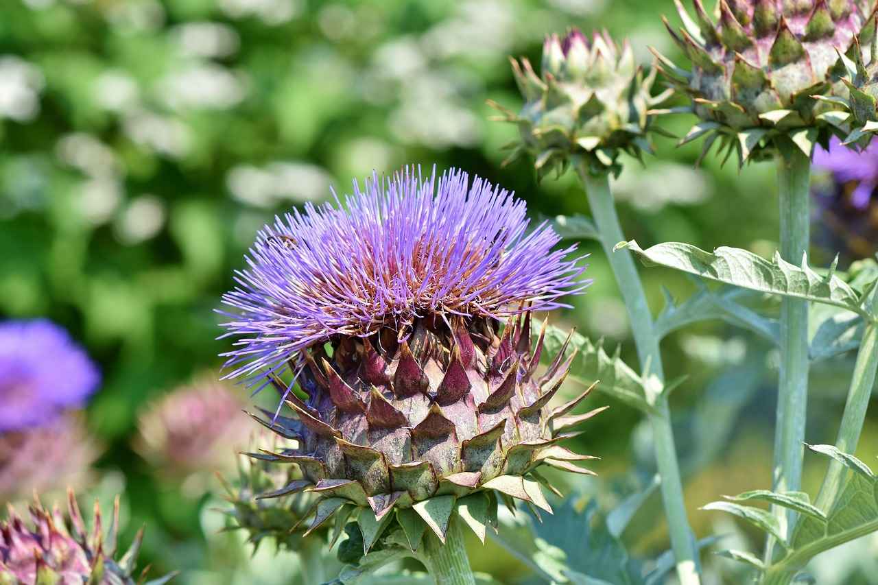 The Liver-Supportive Benefits of Artichoke Leaf Extract 5 Possible Side Effects and Precautions