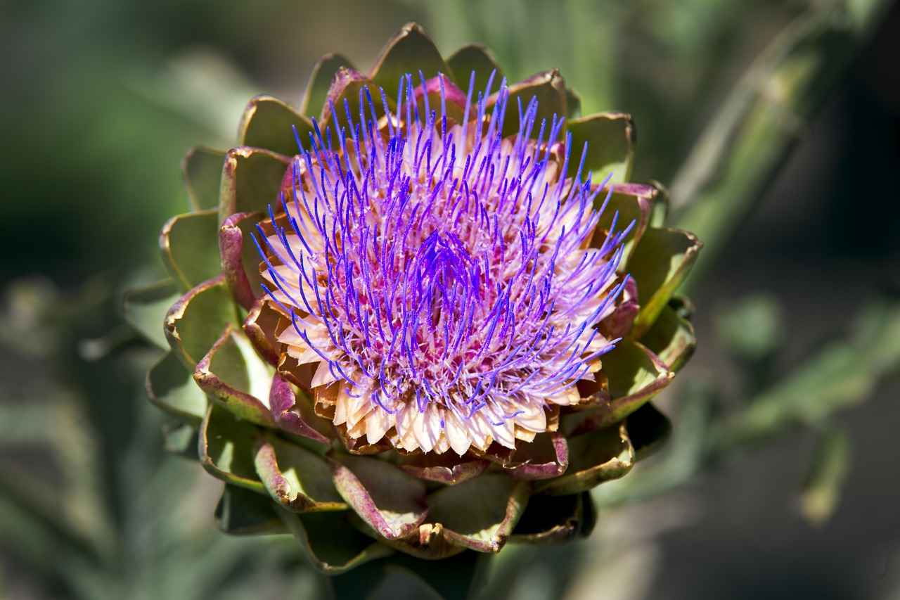 The Liver-Supportive Benefits of Artichoke Leaf Extract 6 Conclusion: Embracing Artichoke Leaf Extract for Liver Health