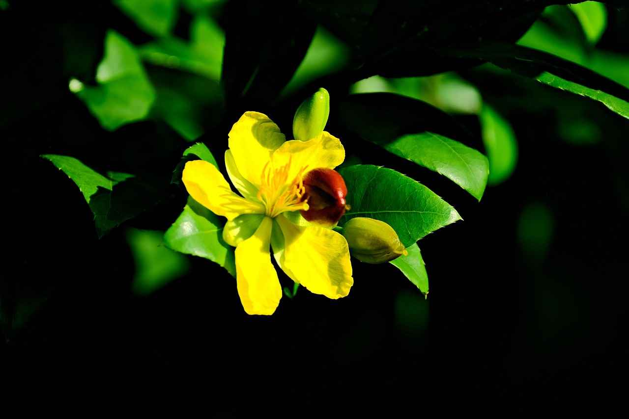 The Mood-Enhancing Properties of St. John's Wort 1 What is St. John's Wort?