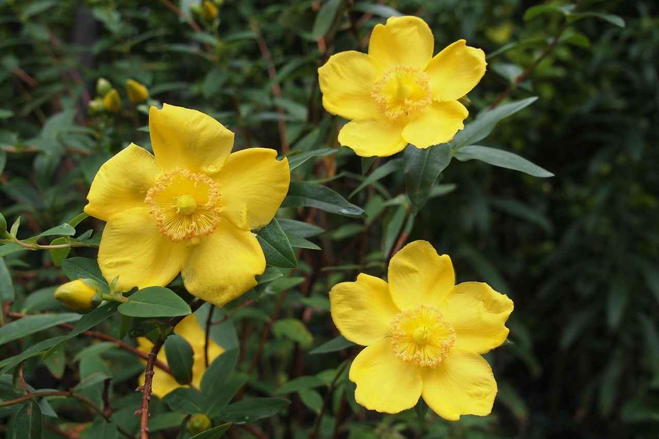 The Mood-Enhancing Properties of St. John's Wort 6 Conclusion: Is St. John's Wort Right for You?