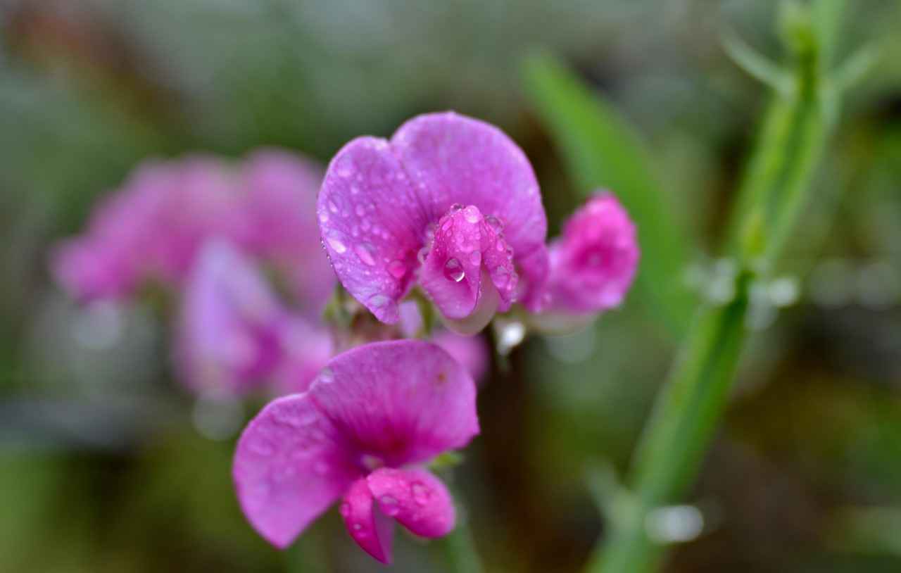 The Muscle-Building and Recovery Power of Pea Protein 4 How to Incorporate Pea Protein into Your Diet