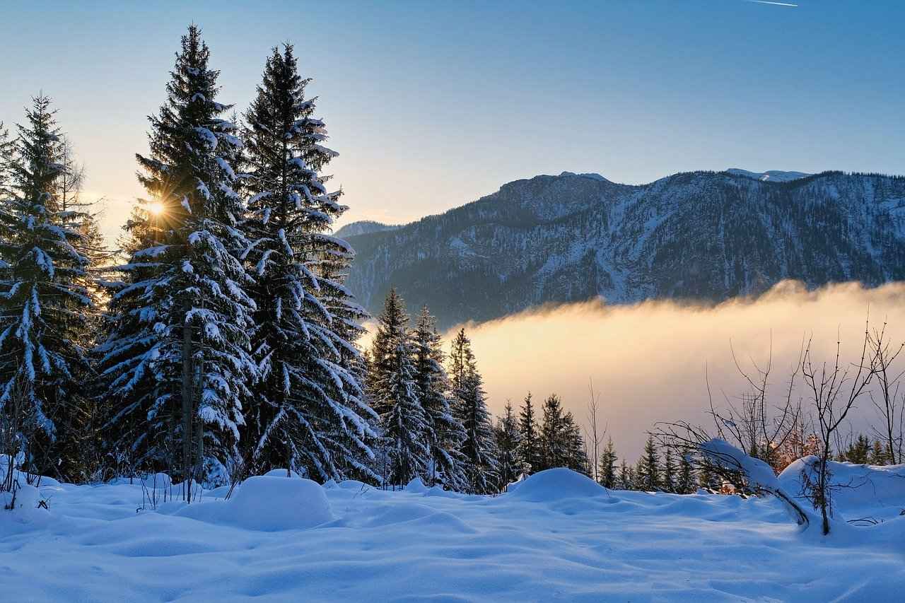 How Does Evening Primrose Oil Work on the Skin?