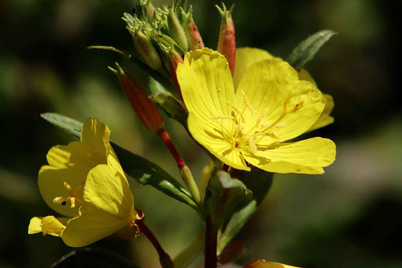 How to Use Evening Primrose Oil