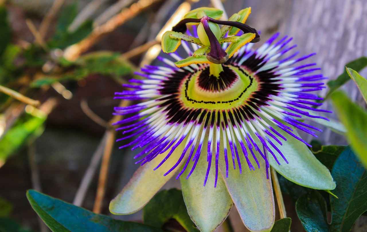 The Stress-Relieving Benefits of Passionflower 1 What is Passionflower?
