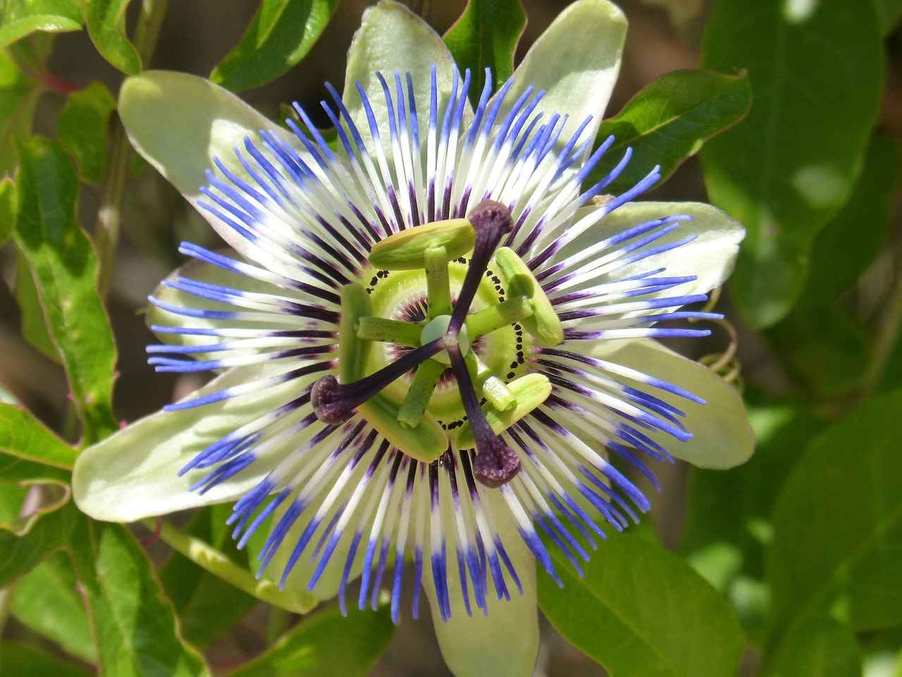 The Stress-Relieving Benefits of Passionflower 4 Potential Side Effects and Precautions
