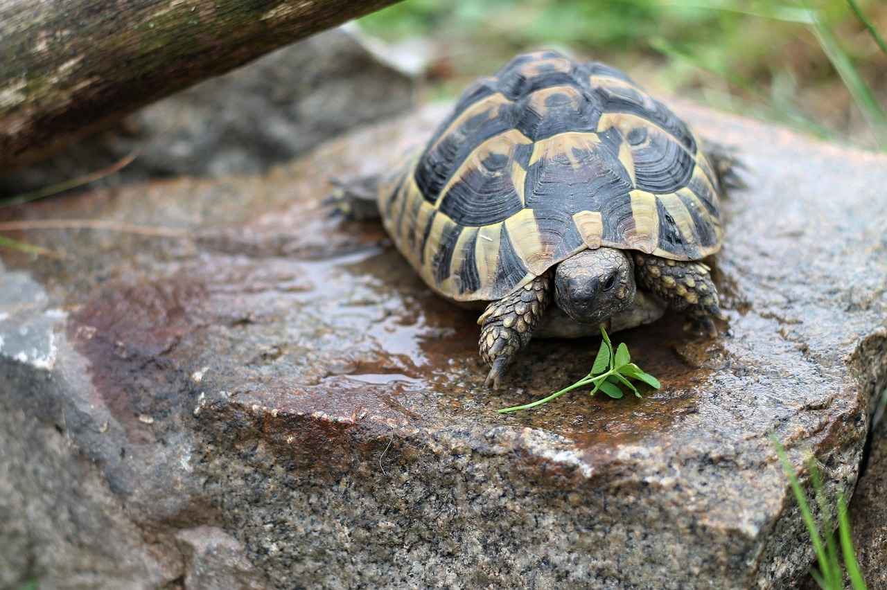 The Testosterone-Boosting Benefits of Tribulus Terrestris 3 Potential Benefits of Tribulus Terrestris