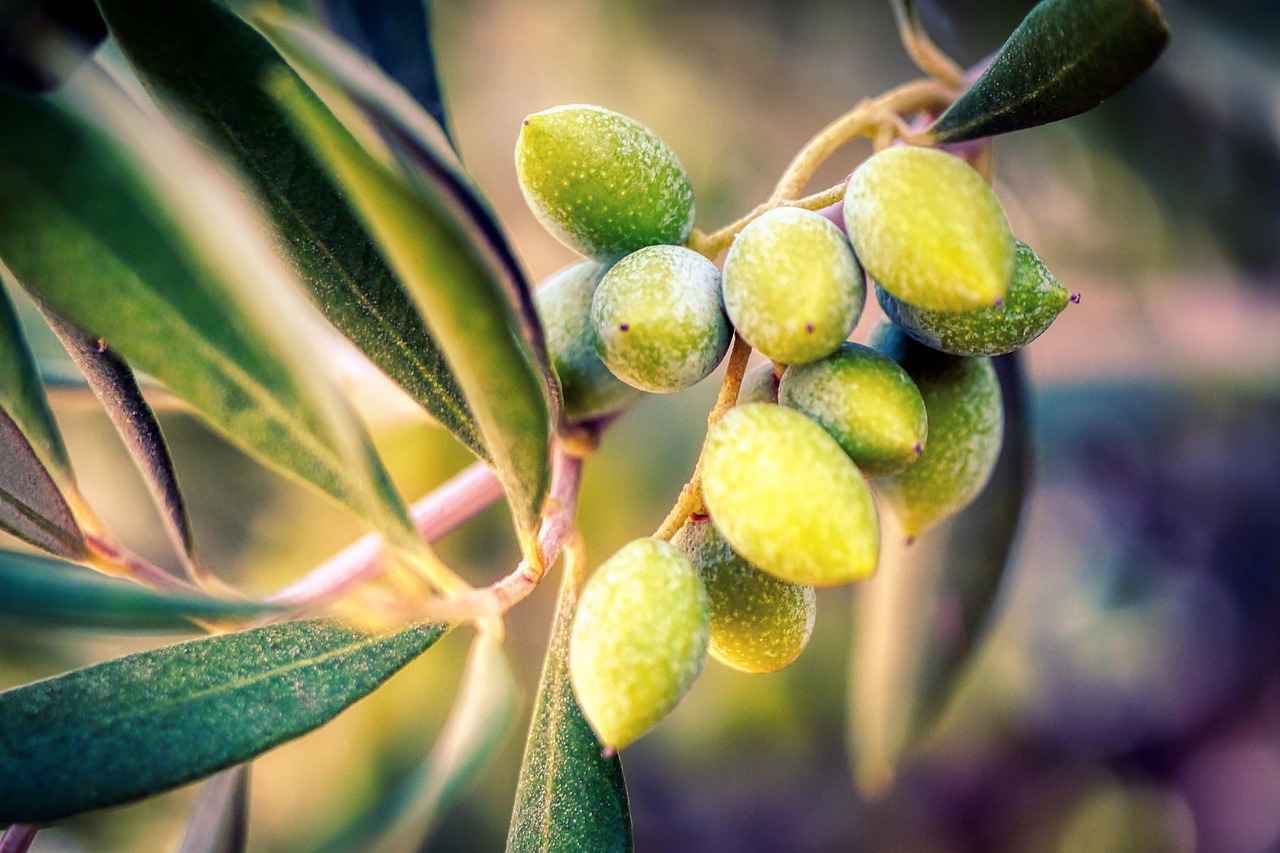 Understanding the Antiviral Properties of Olive Leaf Extract 4 Health Benefits Beyond Antiviral Properties