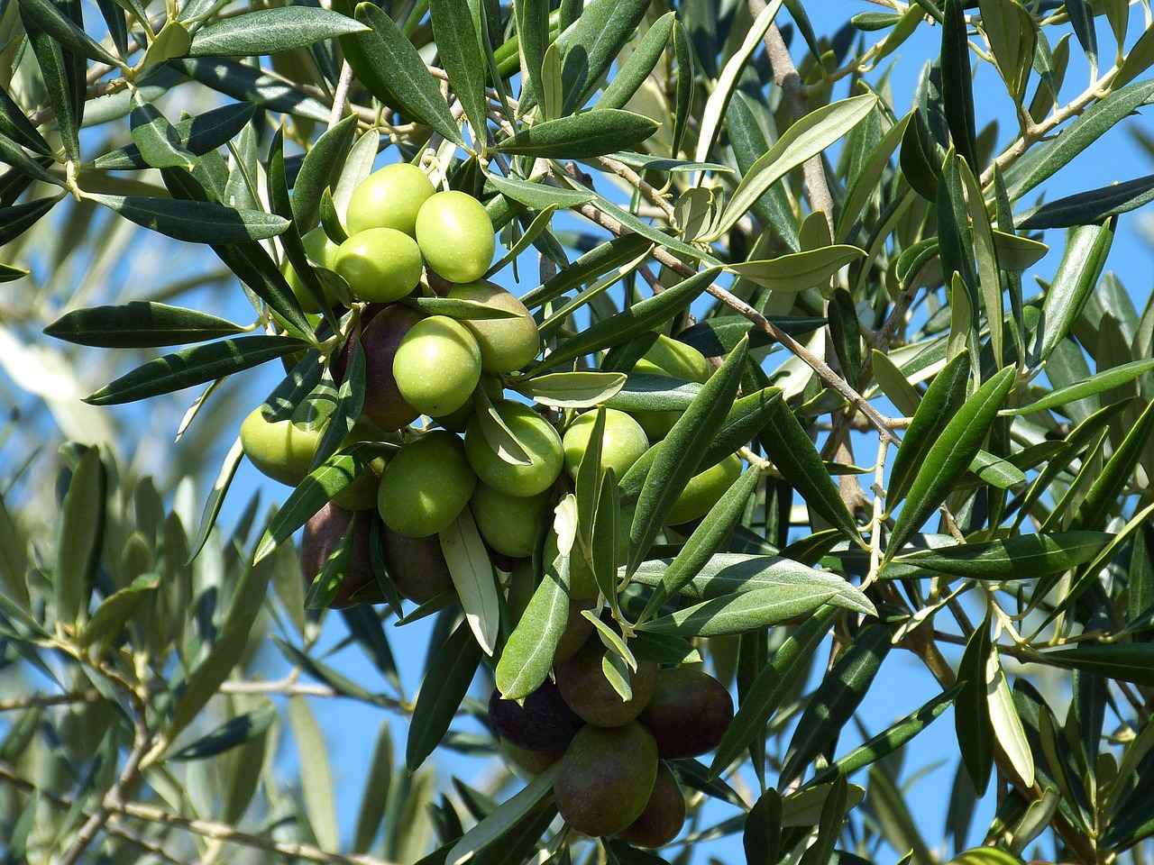 Understanding the Antiviral Properties of Olive Leaf Extract 6 Potential Side Effects and Considerations