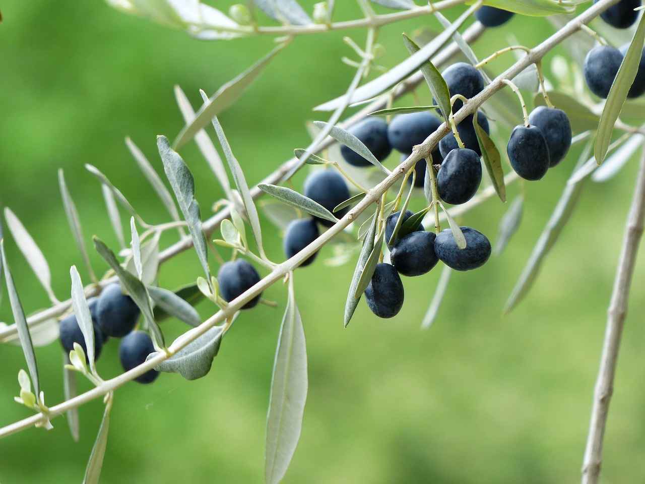 Understanding the Antiviral Properties of Olive Leaf Extract 7 Conclusion: The Future of Olive Leaf Extract in Antiviral Therapy