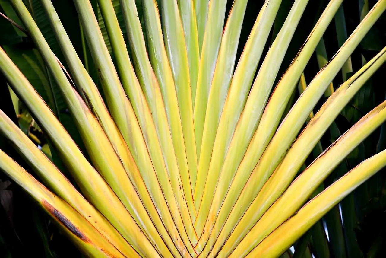 Why Neem is a Powerful Antimicrobial Herb Why Neem is a Powerful Antimicrobial Herb