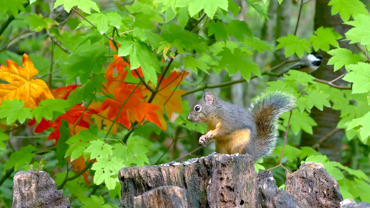 Why Neem is a Powerful Antimicrobial Herb 2 Antimicrobial Properties of Neem