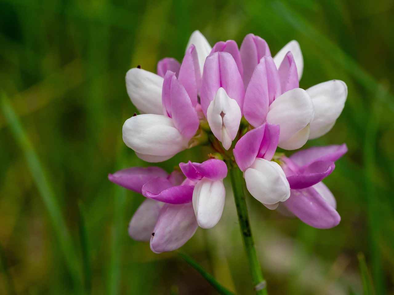 Boosting Immunity with the Power of Astragalus Root