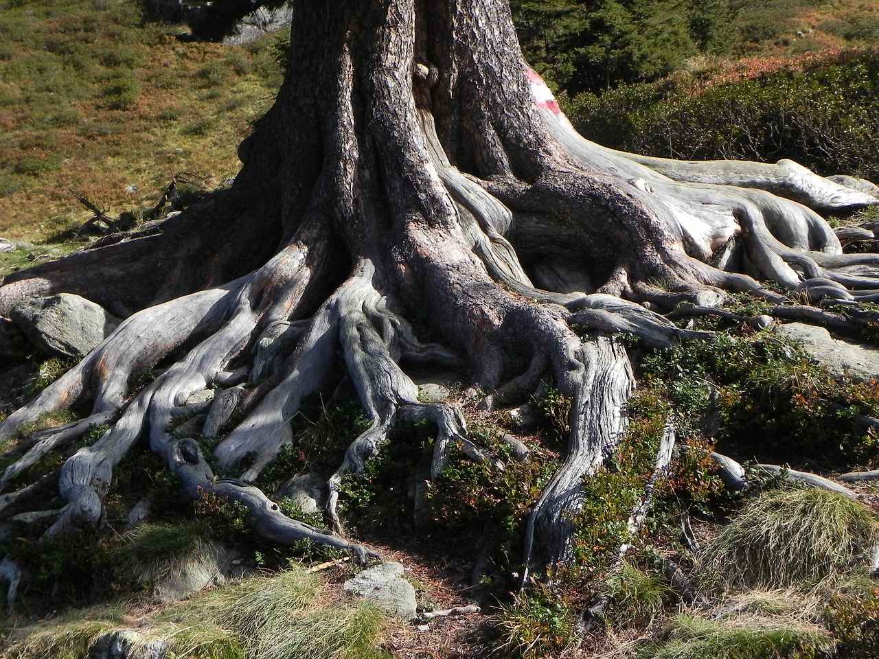 Health Benefits of Astragalus Root