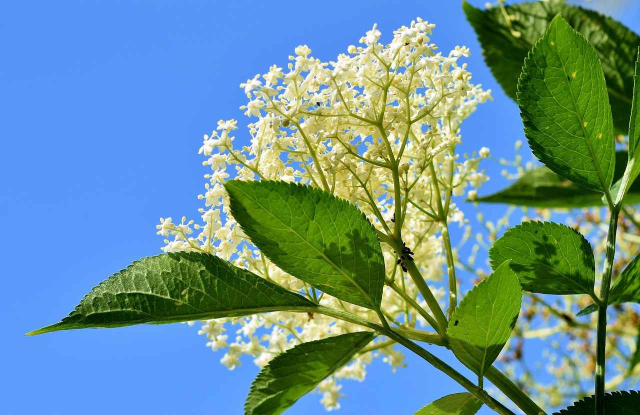 Discovering the Benefits of Elderberry for Cold and Flu Prevention