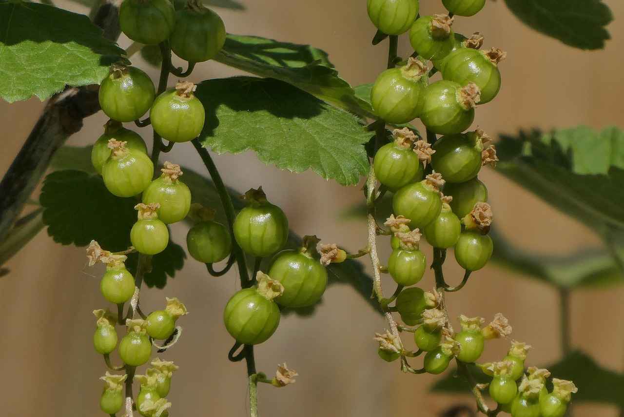 The History of Elderberry