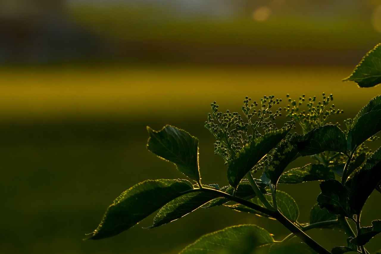 Potential Side Effects and Precautions