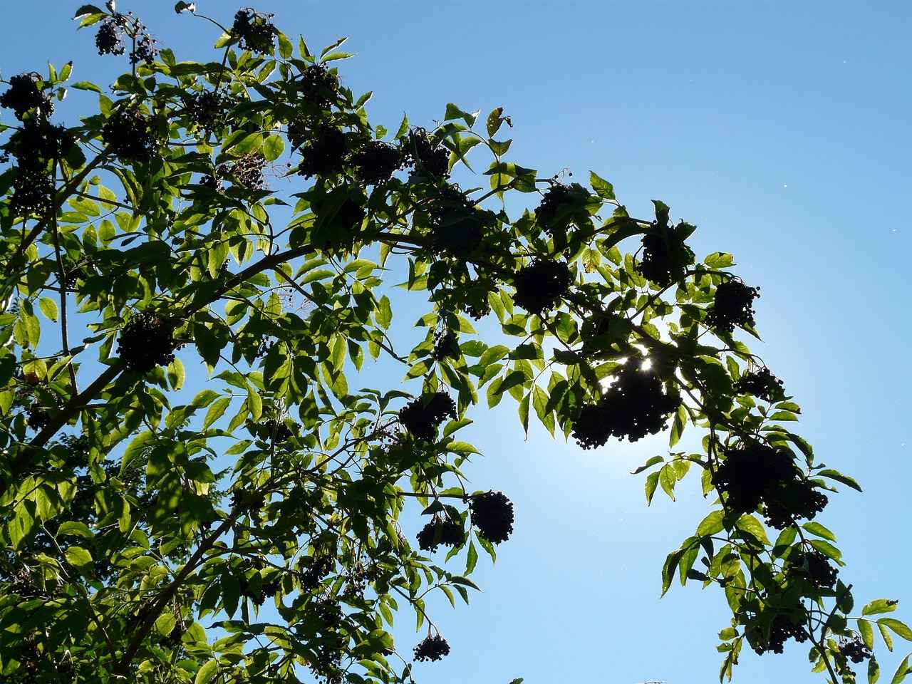 Conclusion: Embracing Elderberry for Wellness