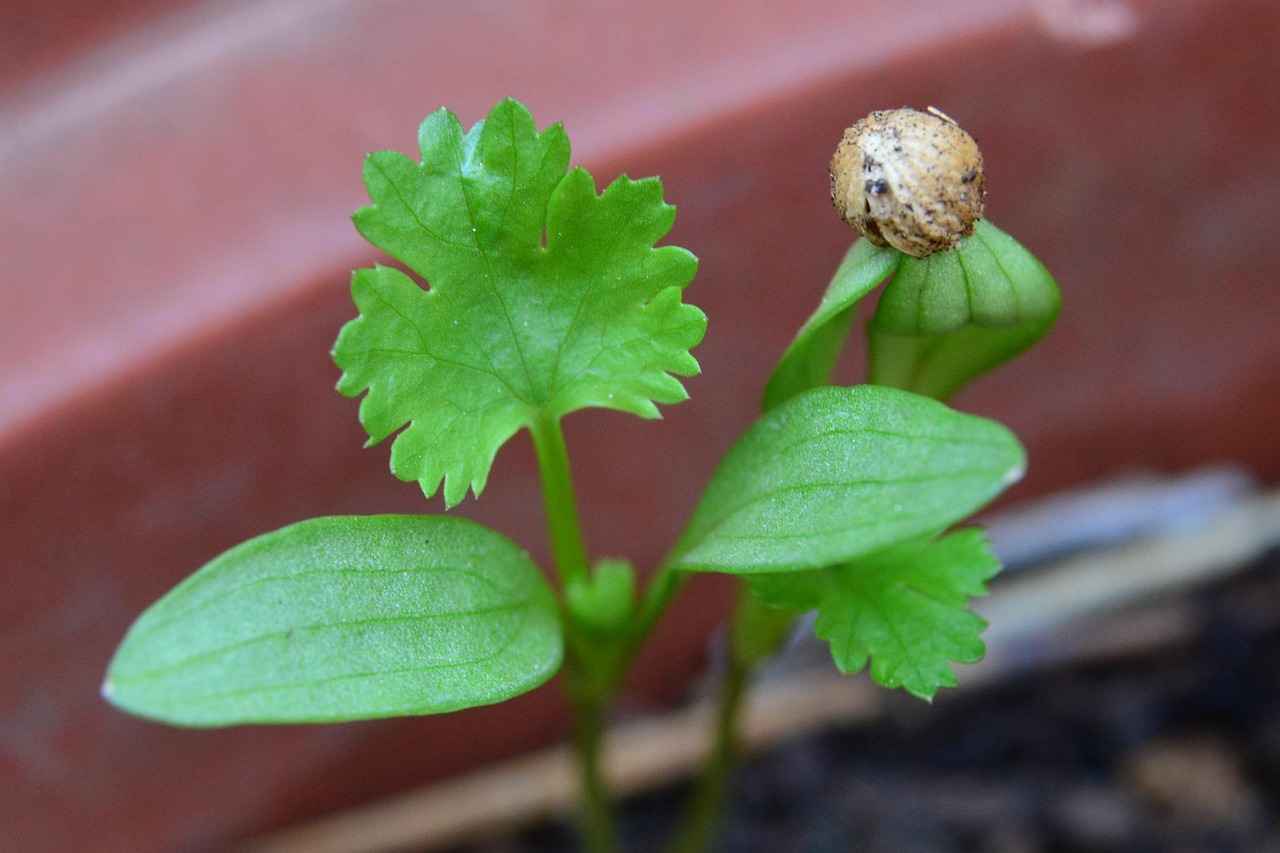 Health Benefits of Cilantro Extract