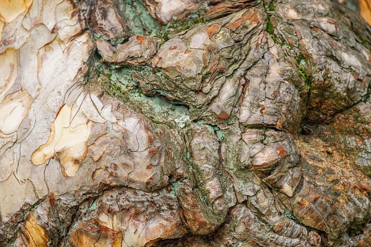 Exploring the Anti-Inflammatory Properties of Pine Bark Extract