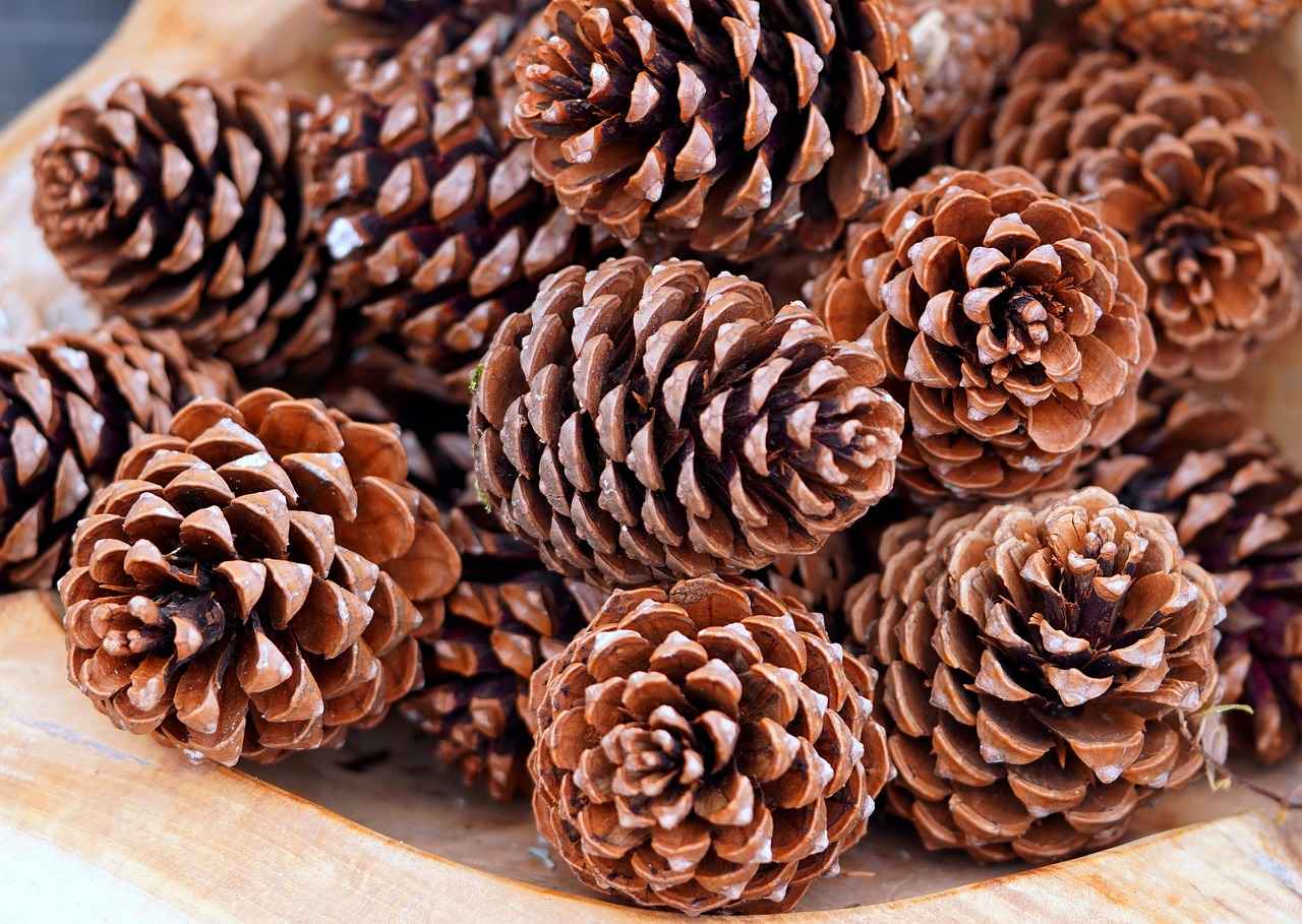 What is Pine Bark Extract?