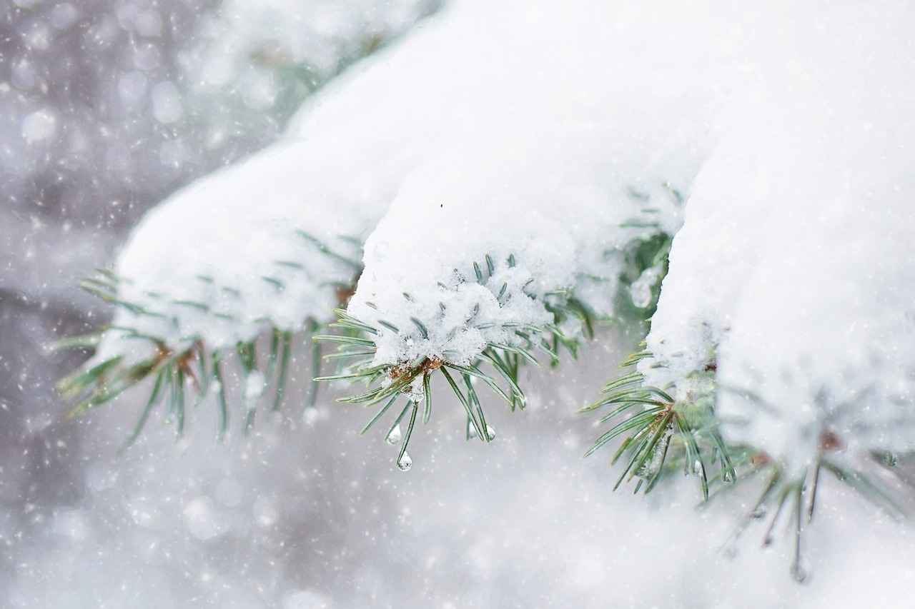How to Incorporate Pine Bark Extract into Your Diet