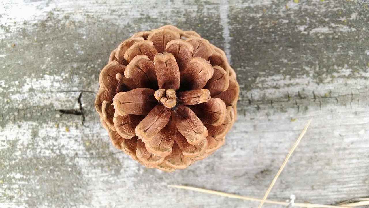 Conclusion: The Future of Pine Bark Extract Research