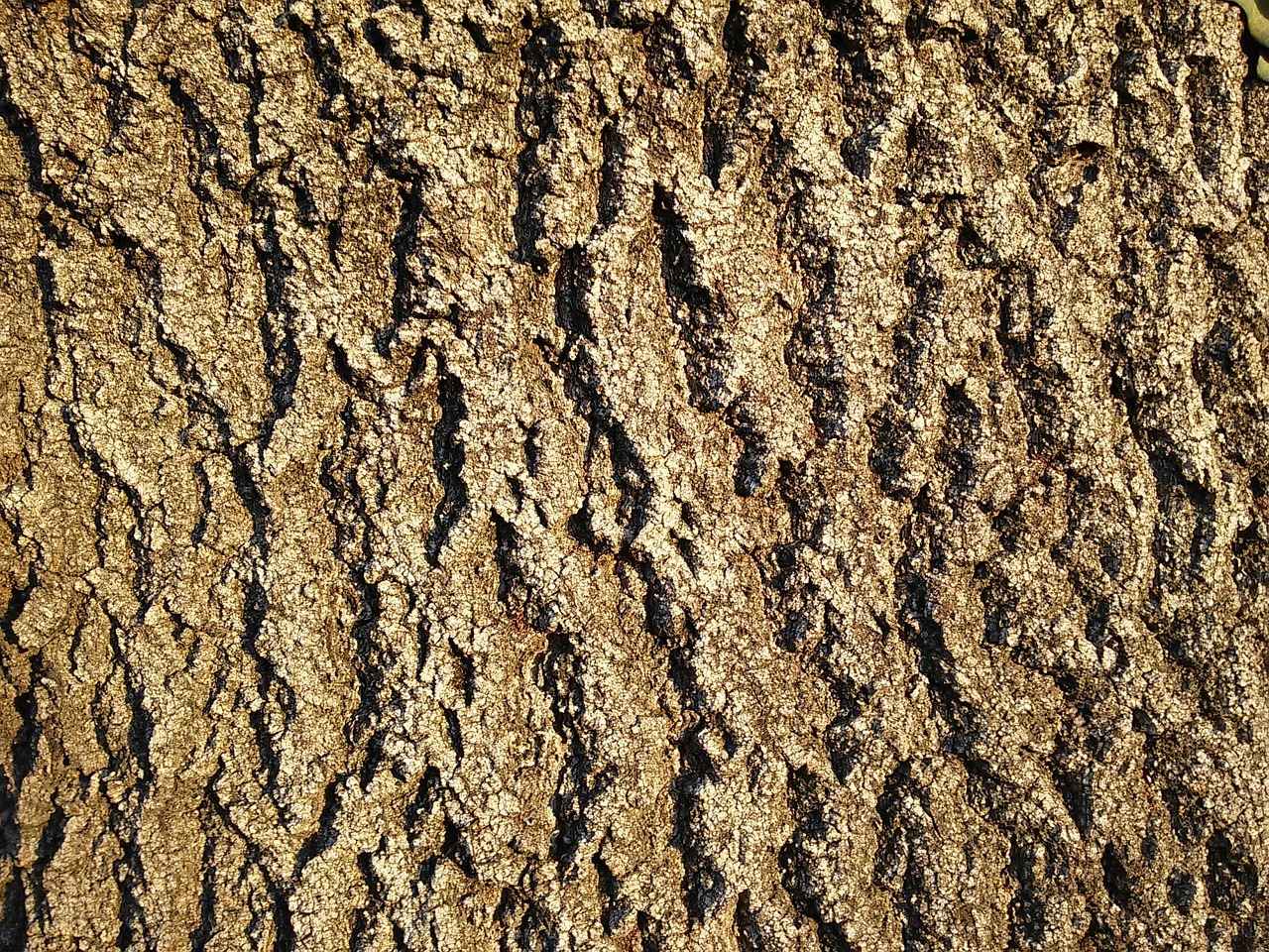 Key Active Compounds in Pine Bark Extract