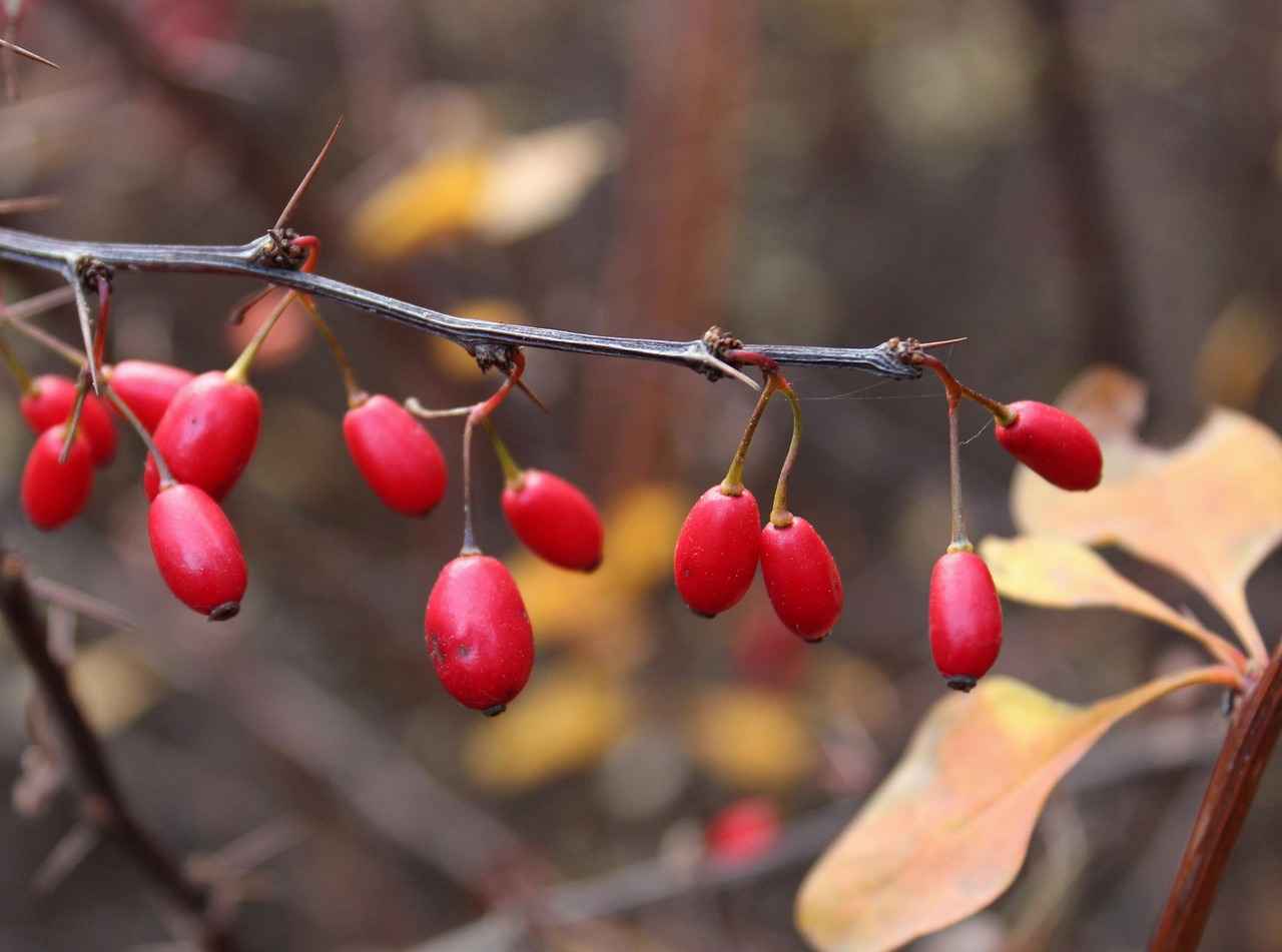 Exploring the Antioxidant Power of Astaxanthin Supplements
