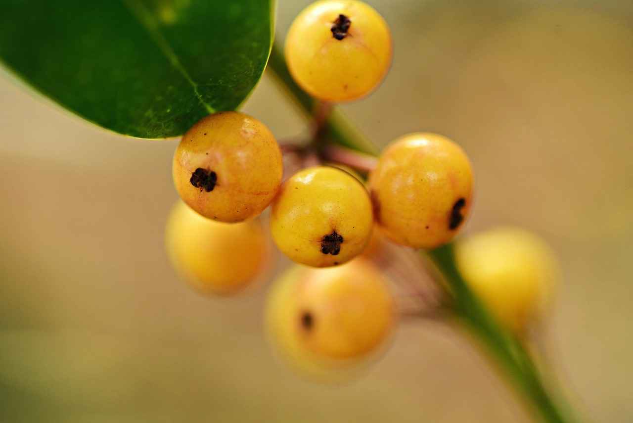Exploring the Antioxidant Properties of Amla Berry