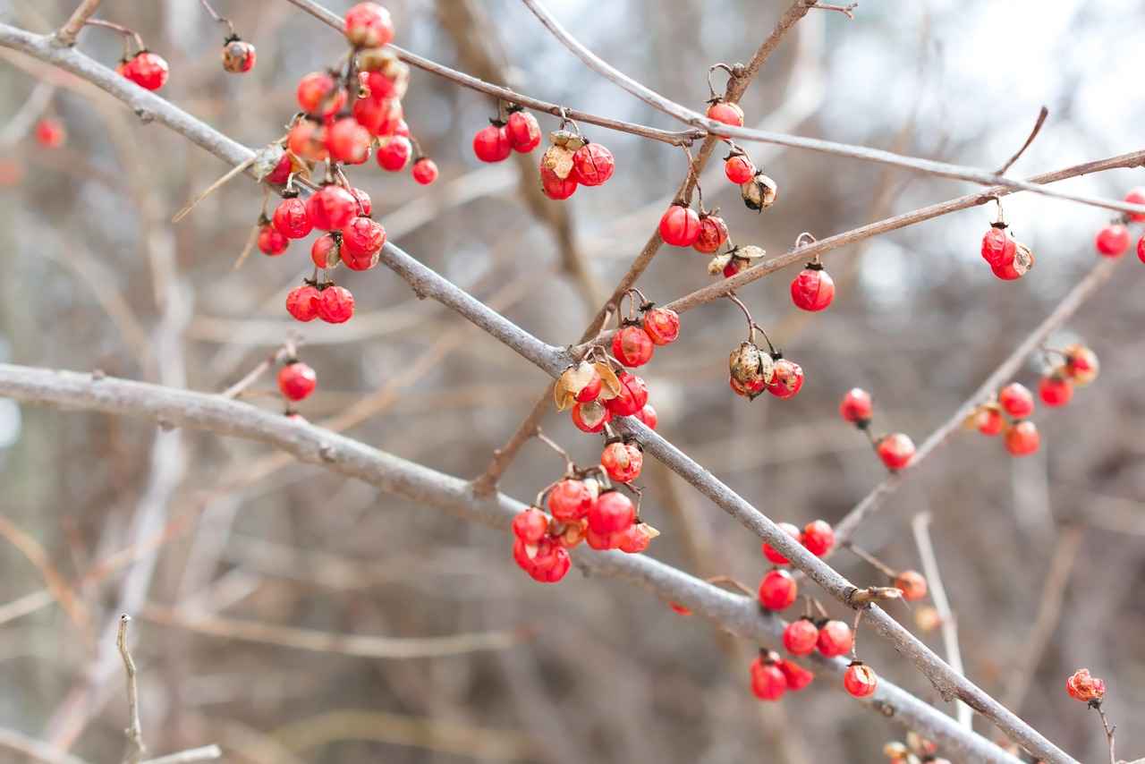 What is Amla Berry?