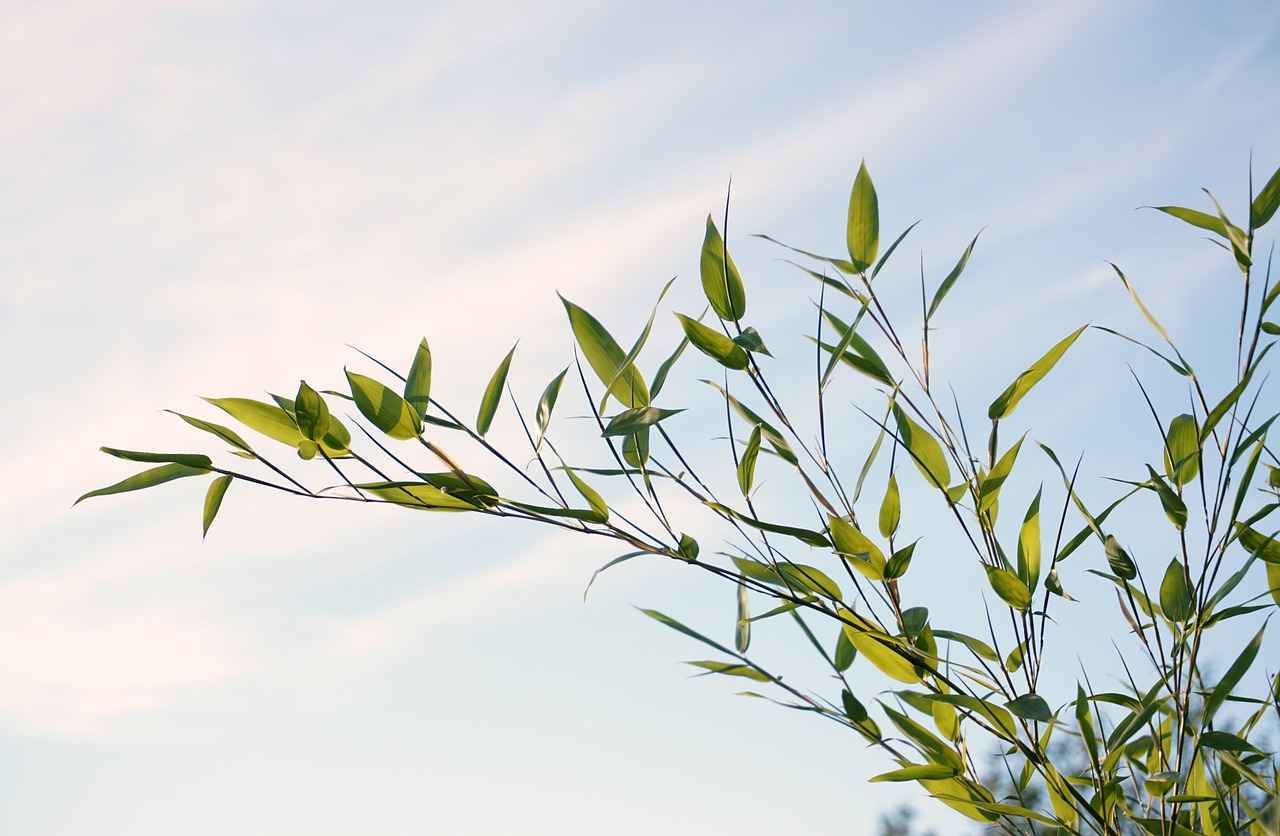  Exploring the Beauty Benefits of Bamboo Extract # Exploring the Beauty Benefits of Bamboo Extract