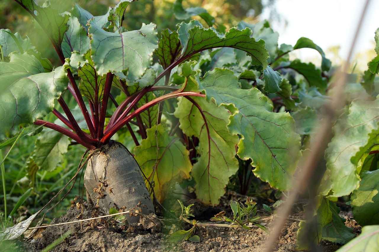 Conclusion: Embracing Natural Calm with Valerian Root
