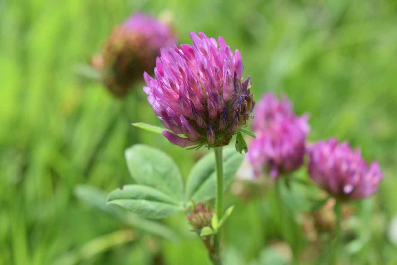 Exploring the Cholesterol-Lowering Benefits of Red Clover