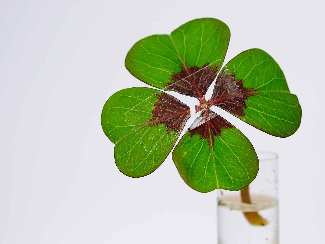 How Does Red Clover Lower Cholesterol?