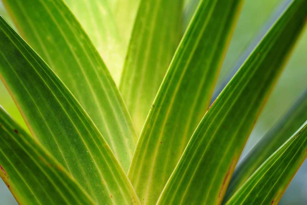 Recommended Daily Intake of Plant Sterols