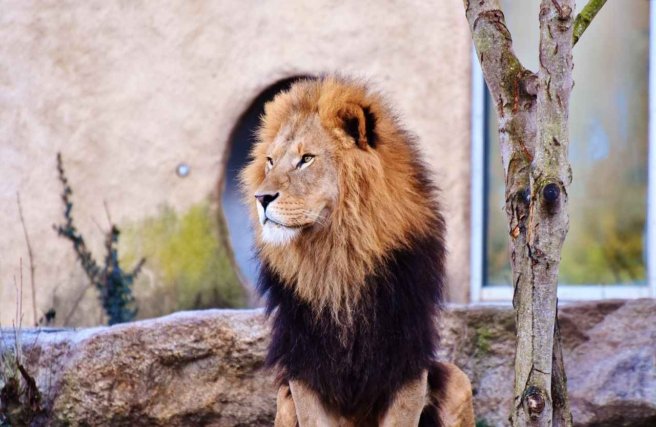 Exploring the Cognitive Health Benefits of Lions Mane Mushroom