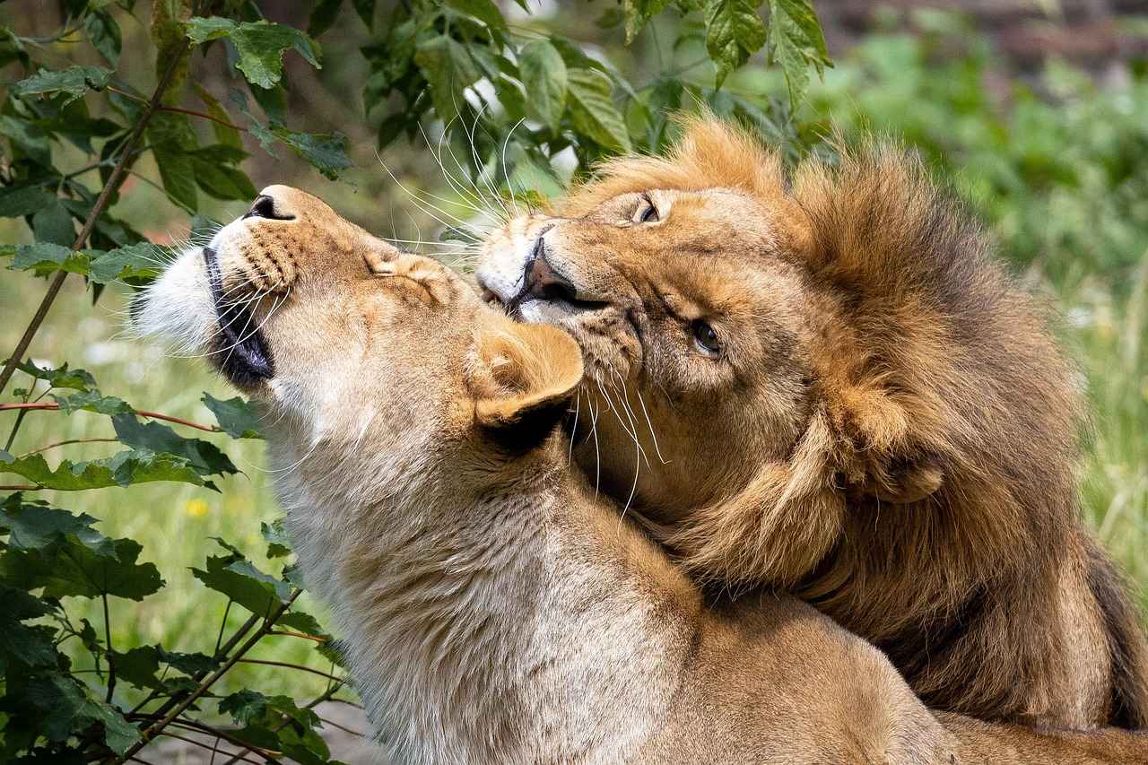What is Lions Mane Mushroom?