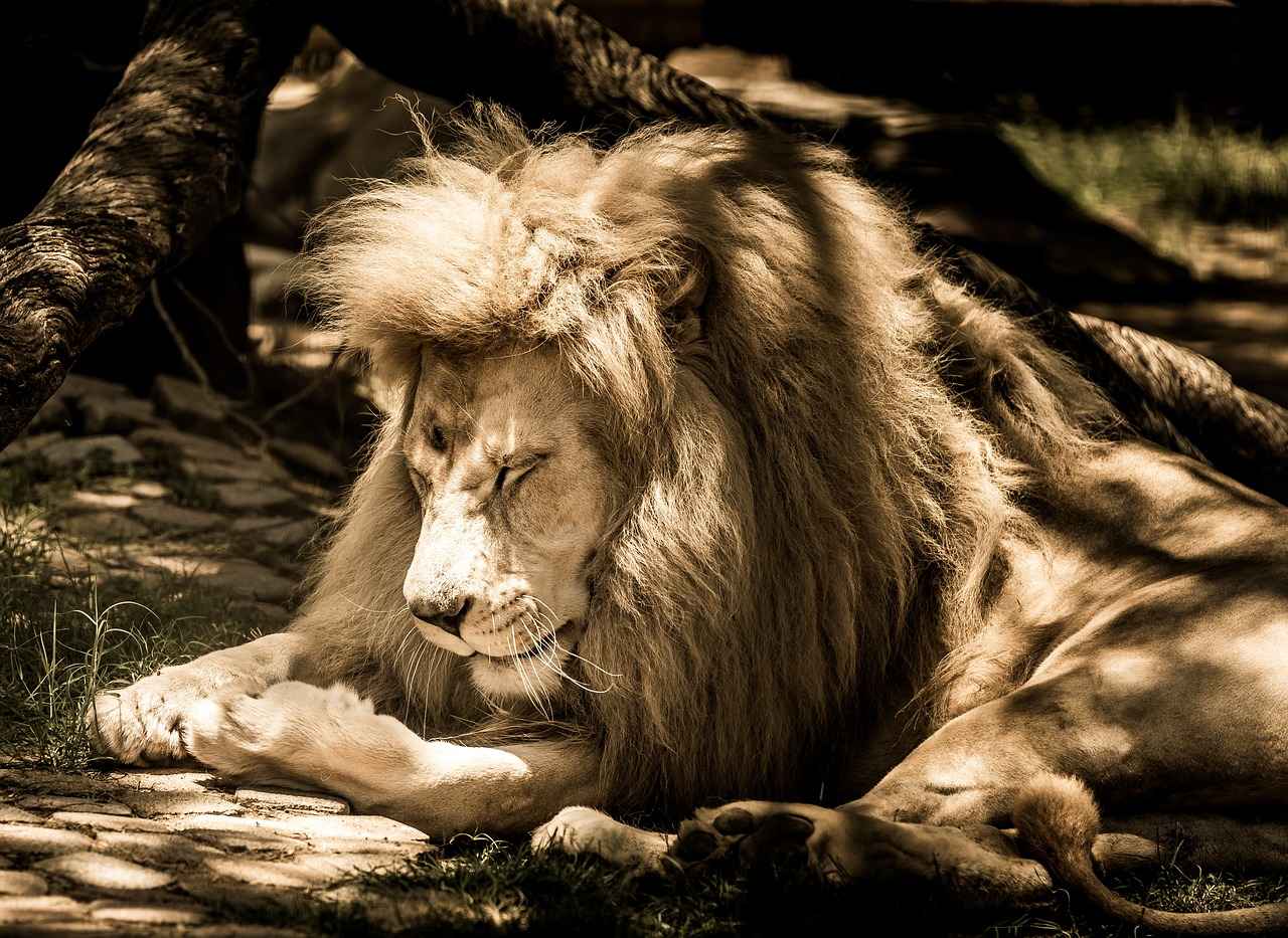 Conclusion: The Future of Lions Mane Research