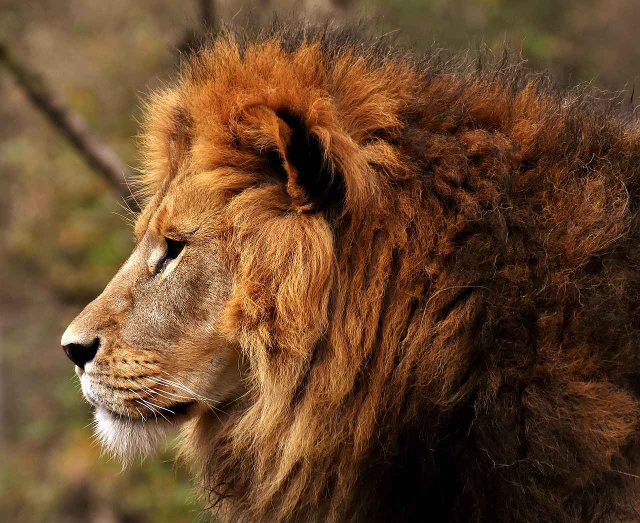 How Does Lions Mane Promote Brain Health?