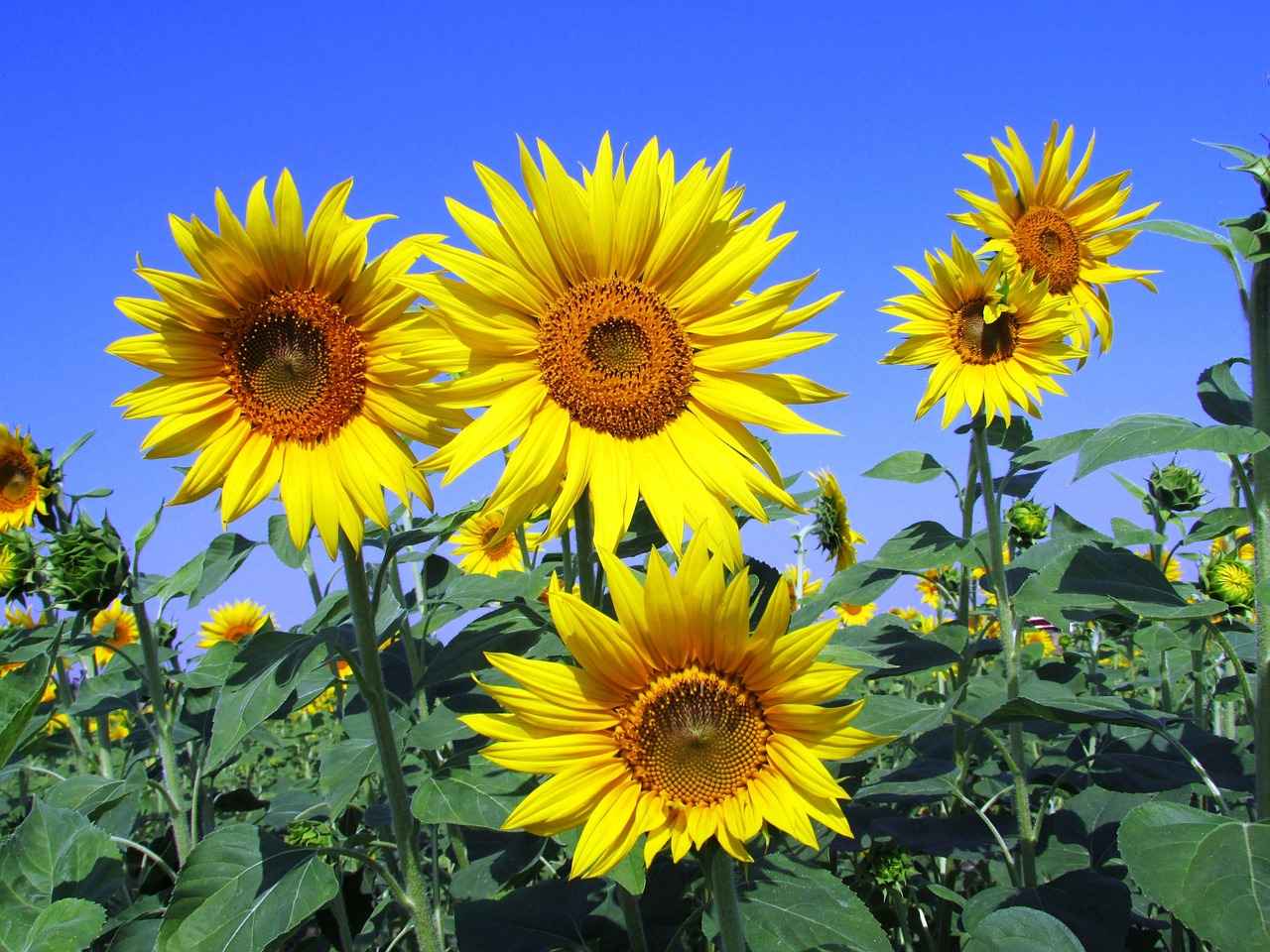 Key Nutrients in Sunflower Lecithin