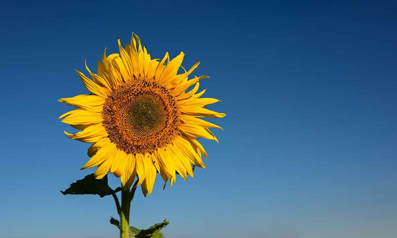 Benefits of Sunflower Lecithin for Brain Health